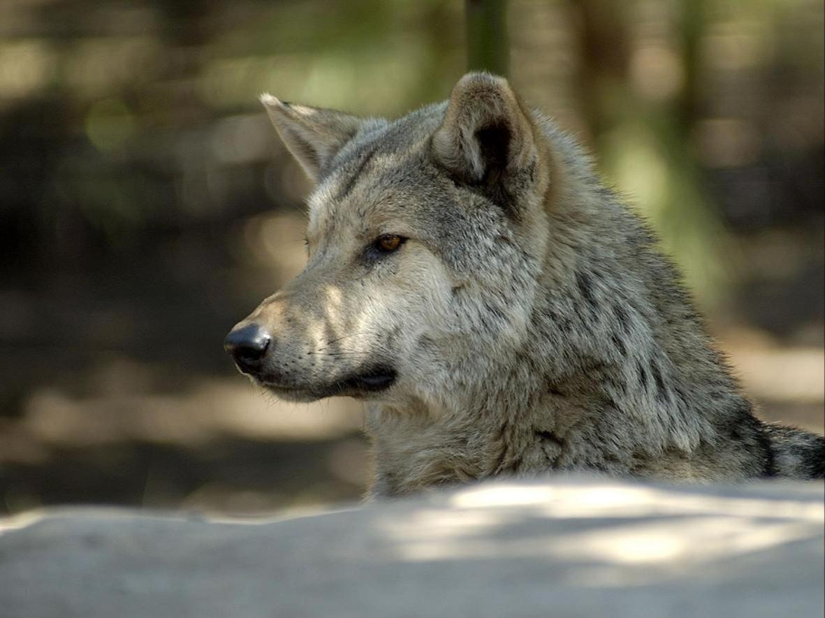 Tsitsikamma Wolf Sanctuary Eco Cabins & Teepees Stormsrivier Kültér fotó
