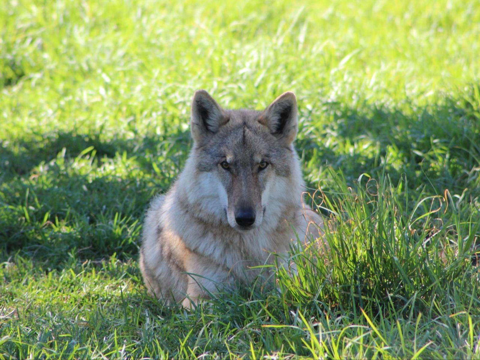 Tsitsikamma Wolf Sanctuary Eco Cabins & Teepees Stormsrivier Kültér fotó