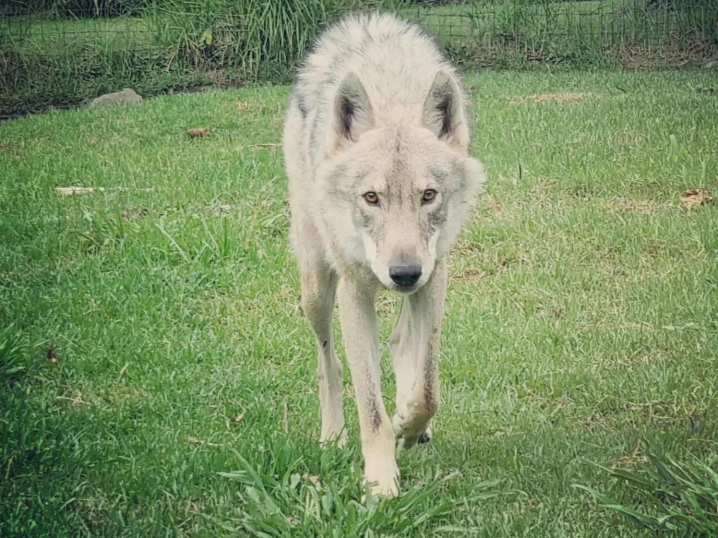 Tsitsikamma Wolf Sanctuary Eco Cabins & Teepees Stormsrivier Kültér fotó