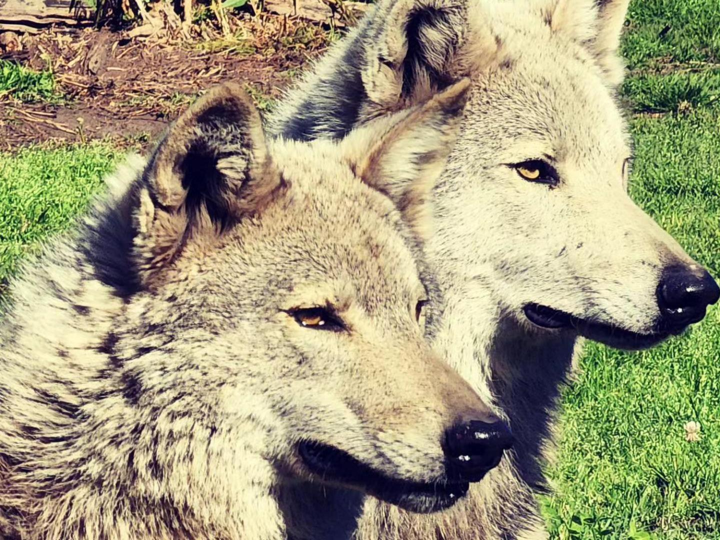 Tsitsikamma Wolf Sanctuary Eco Cabins & Teepees Stormsrivier Kültér fotó
