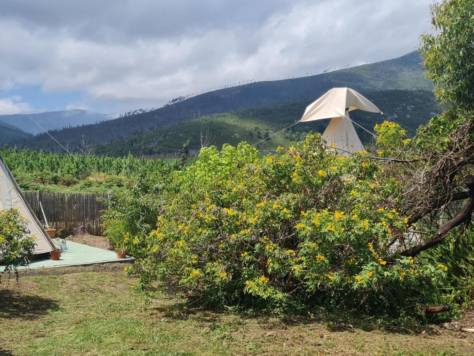 Tsitsikamma Wolf Sanctuary Eco Cabins & Teepees Stormsrivier Szoba fotó